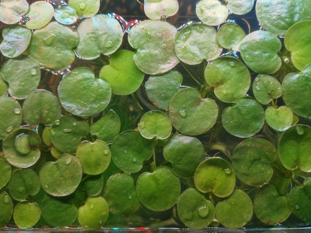 Limnobium spongia (voďankovec výběžkatý)