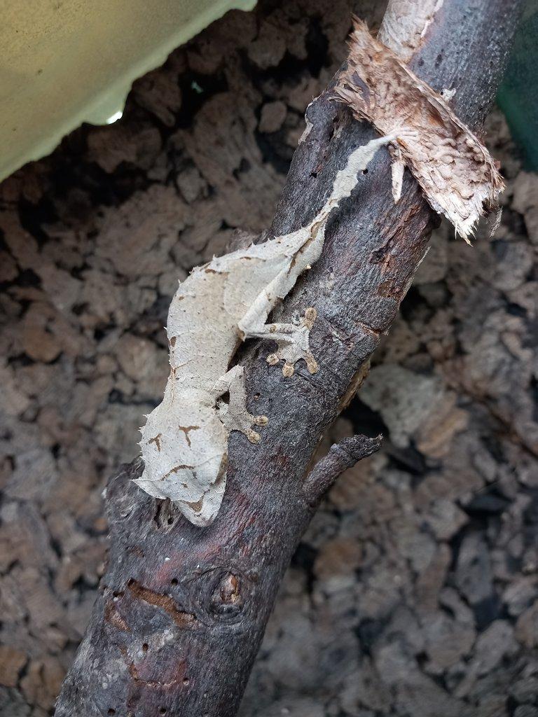 Uroplatus