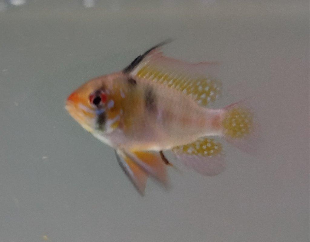 Mikrogeophagus ramirezi