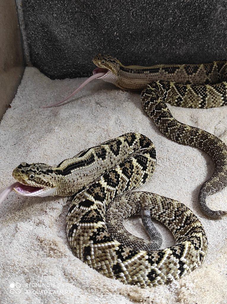 Crotalus Culminatus