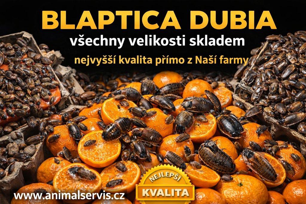 Blaptica dubia