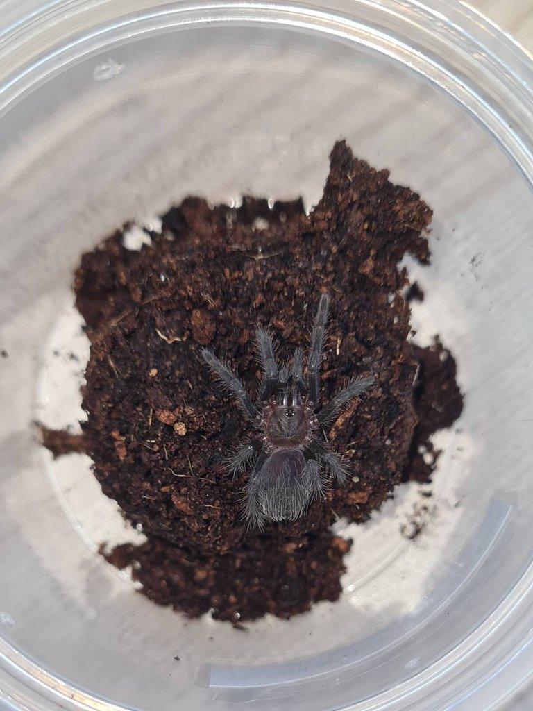 Tliltocatl albopilosum (Nikaragua)