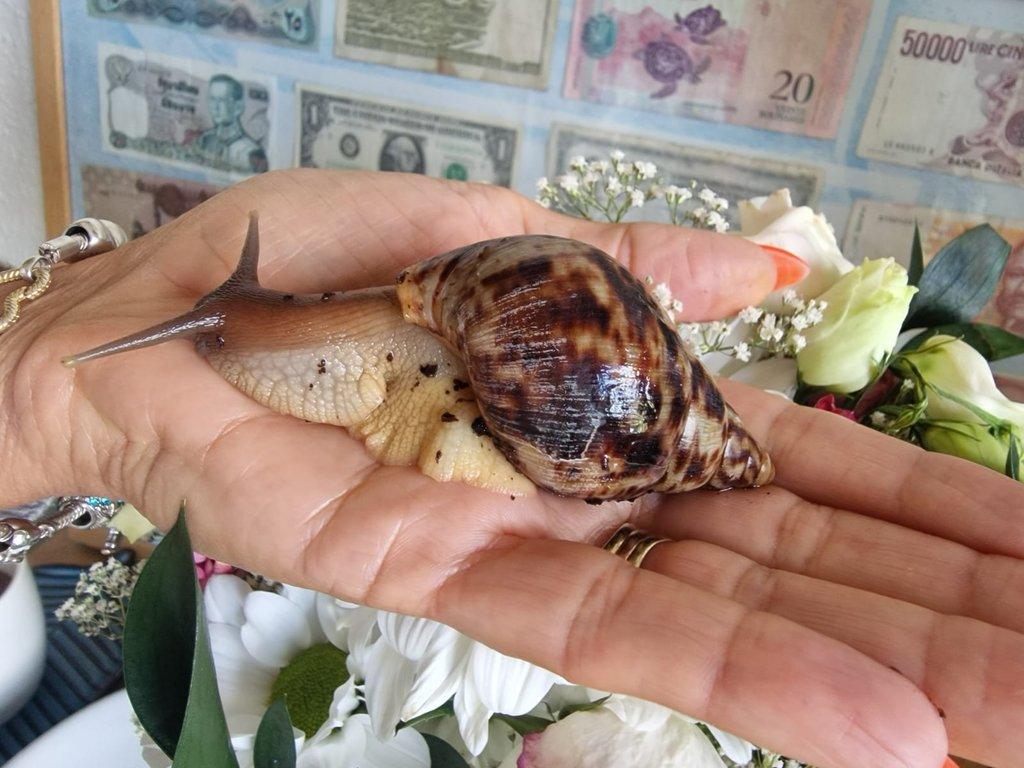 Oblovka žhavá - Lissachatina fulica