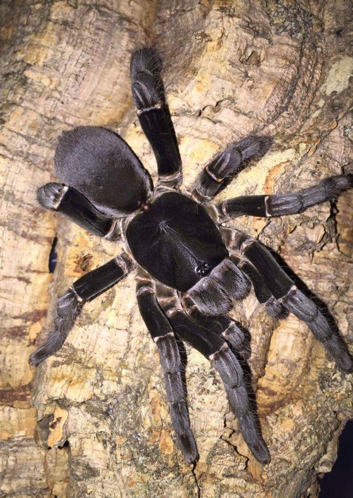Hysterocrates gigas, adult samec