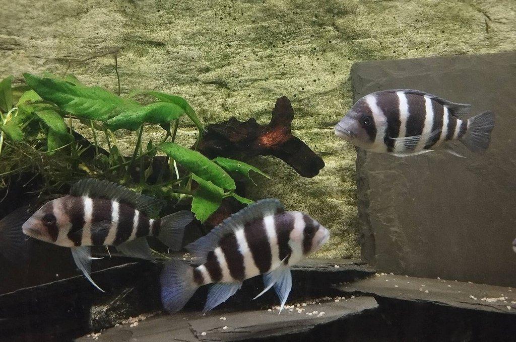 Cyphotilapia frontosa