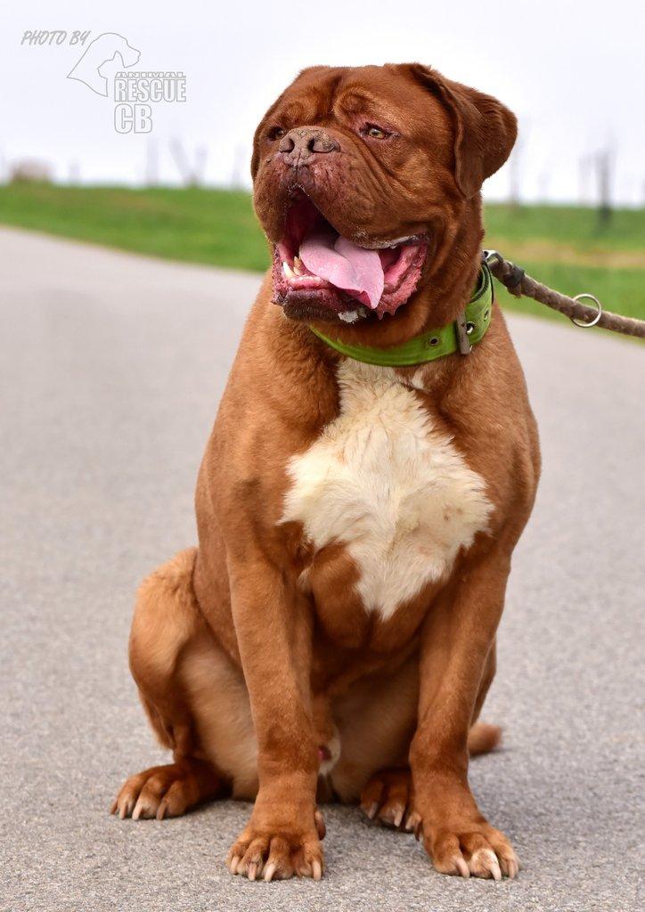 Darujeme psa bordeauxské dogy