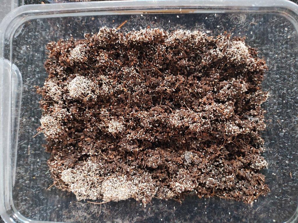 Chvostoskoci - výměna