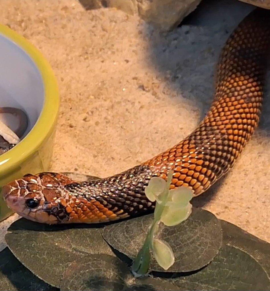 Aspidelaps lubricus cowlesi