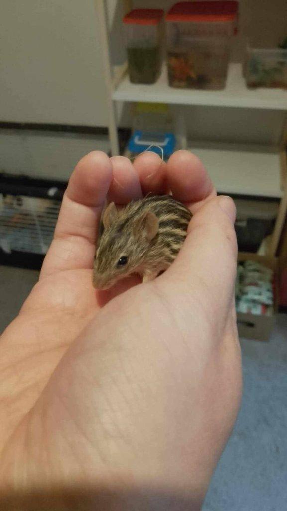 Myš zebrovaná (Lemniscomys barbarus)