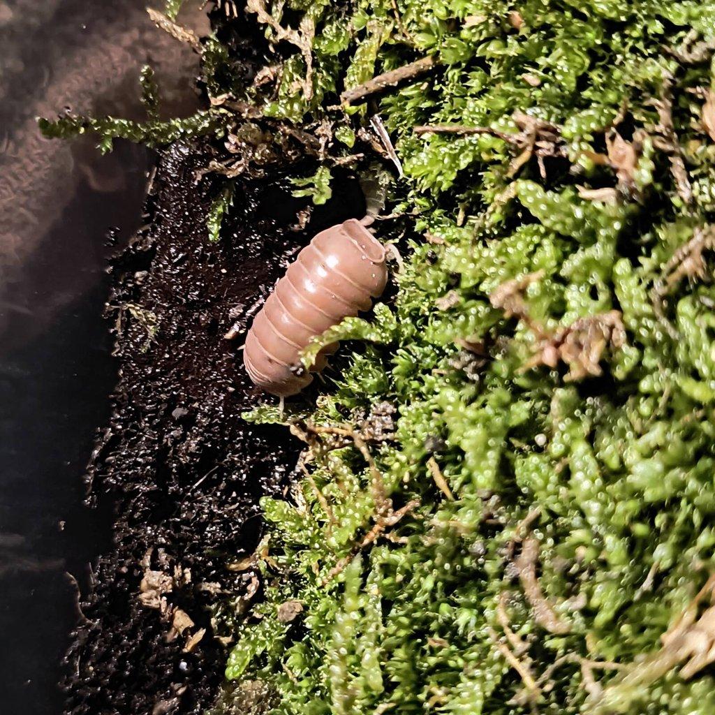 ISOPODY·STÍNKY - Fauna trhy Ostrava 15.2.