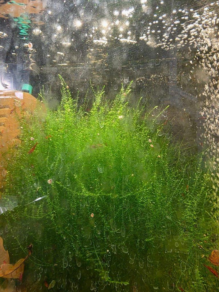výprodej akvarijních mechů stringy, java, flame moss