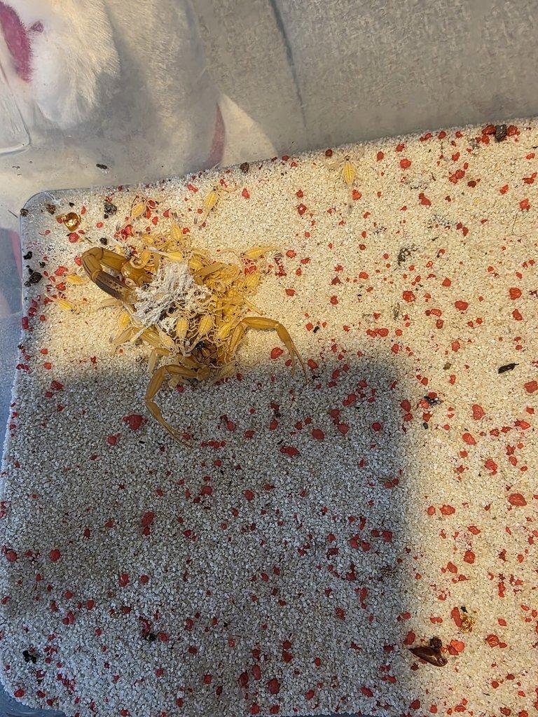 Leiurus quinquestriatus