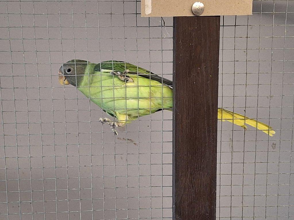 Alexandr černohlaví