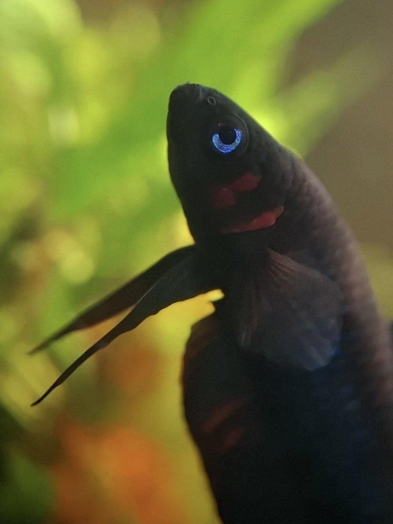 Betta Hendra - POUZE DO ZKUŠENÝCH RUKOU