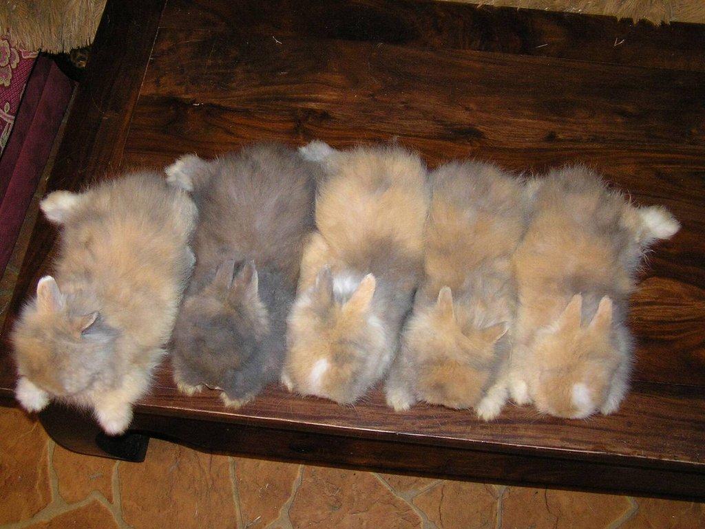Teddy králíčci zakrslí dlouhosrstí, mláďata