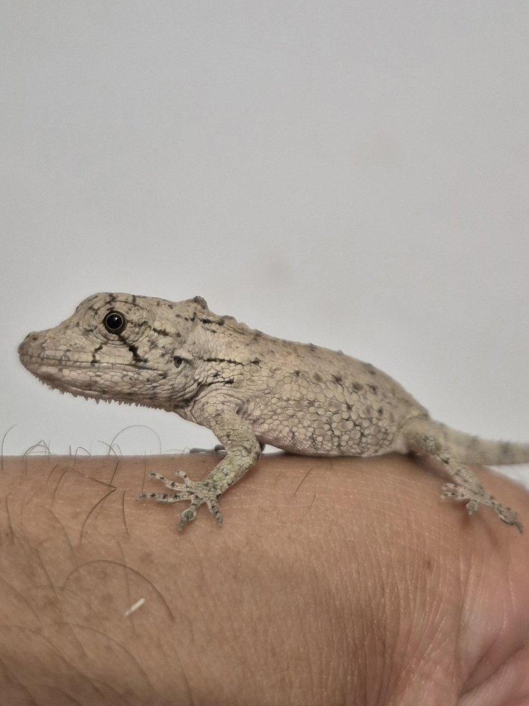 Tria : Gastropholis prasina a Anolis Barbatus