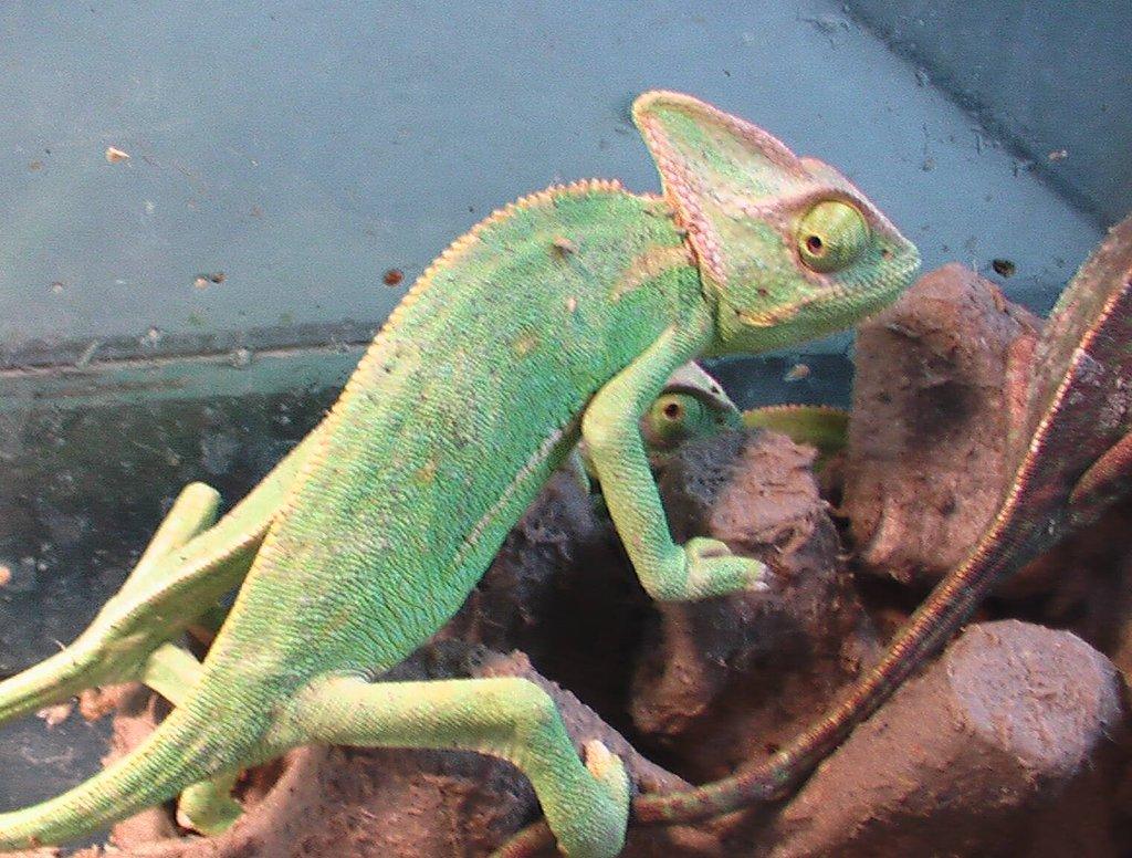 Chameleón jemenský