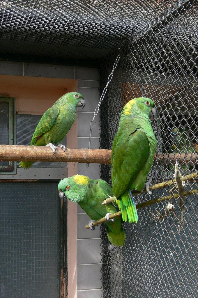 Amazoňan žlutokrký