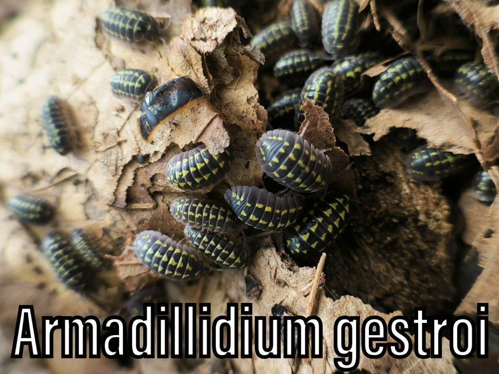 Isopody, mnohonožky, chvostoskoci ŽE 6.9., posílám