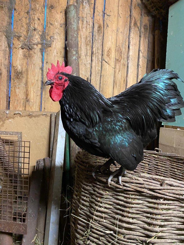 Australka zdrobnělá