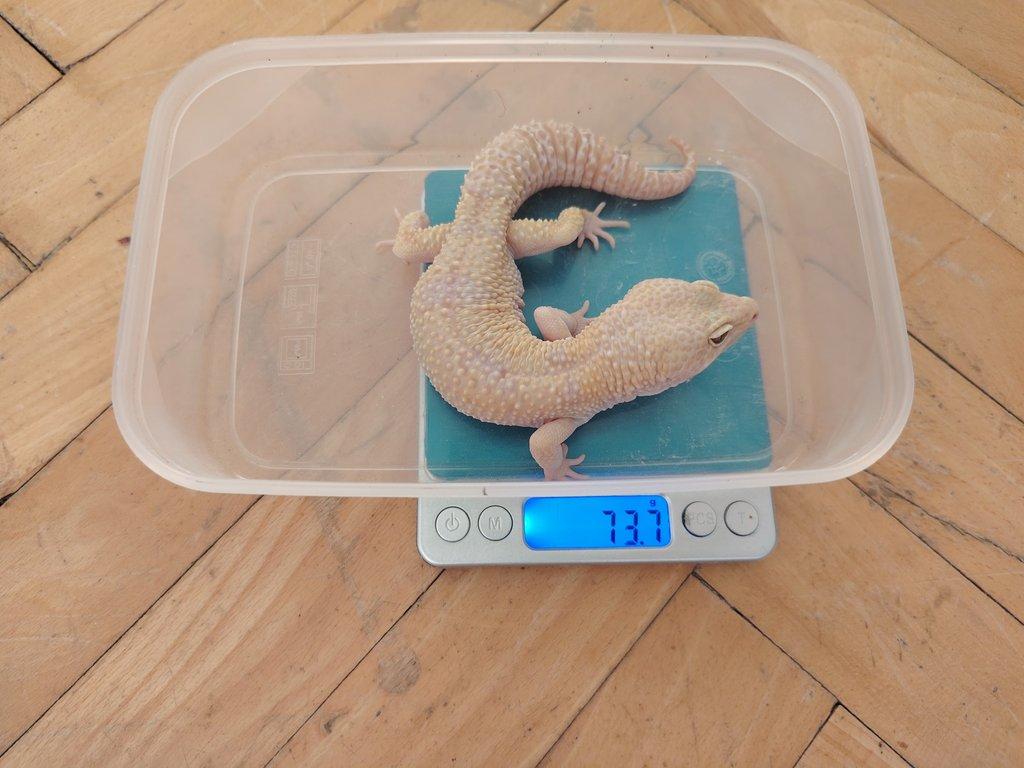 Gekončík noční - SAMEC