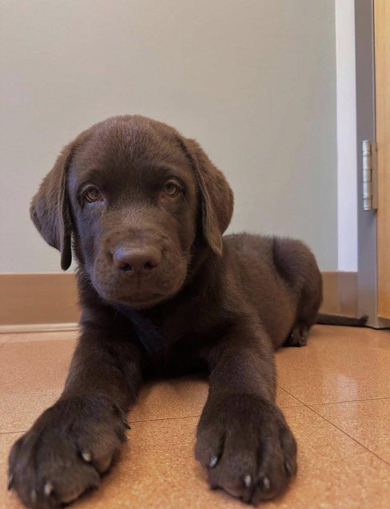 K dispozici labradorský retrívr