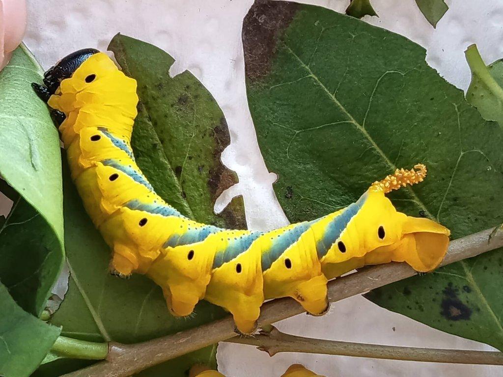 Acherontia Atropos : velké housenky