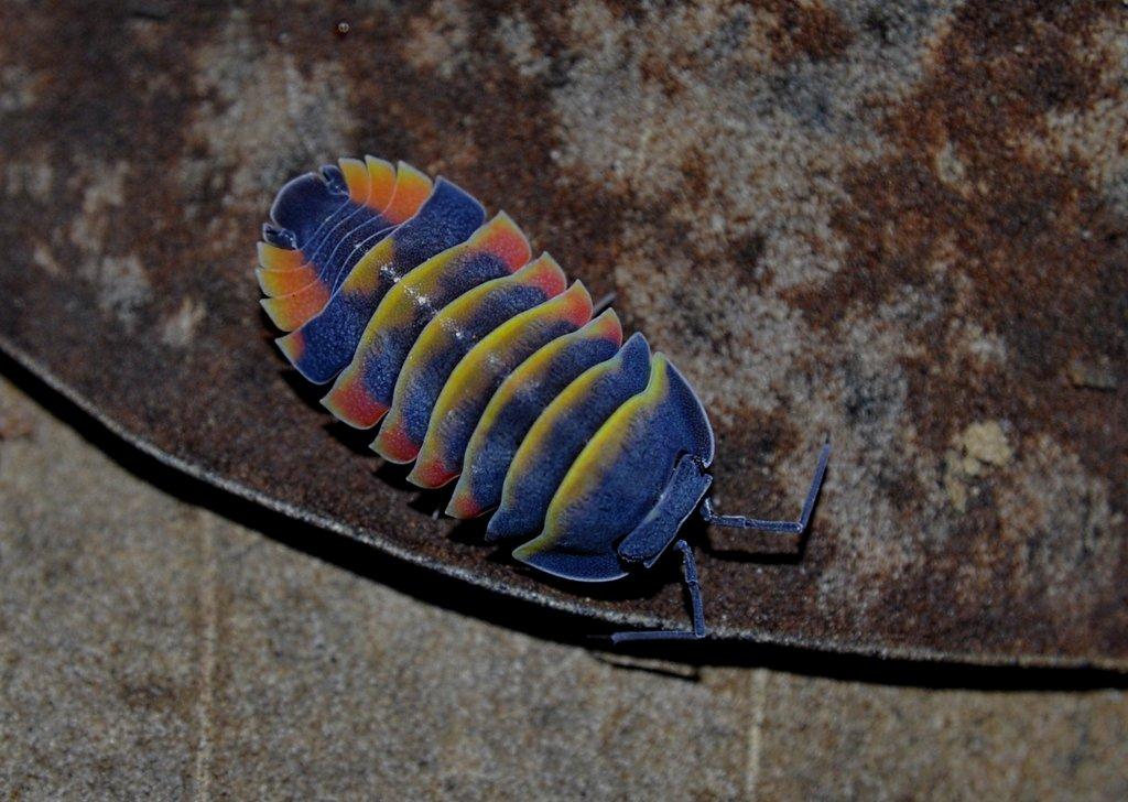 Merulanella sp. "Ember bee"