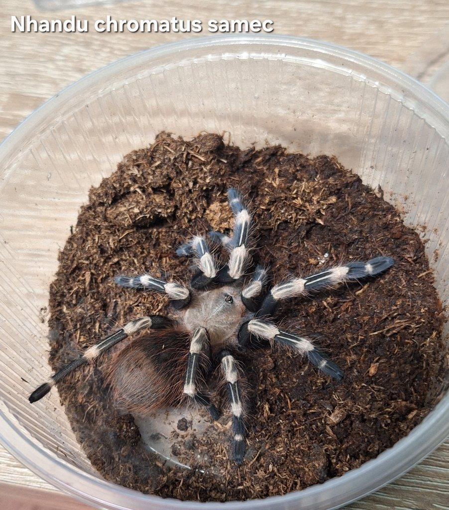 Sklípkan Nhandu chromatus - samec