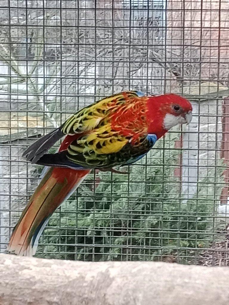 Prodám  mutační rosely