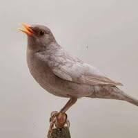 kos černý (Turdus merula)