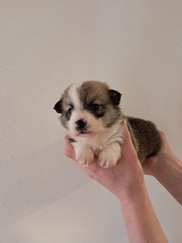 Welsh corgi pembroke