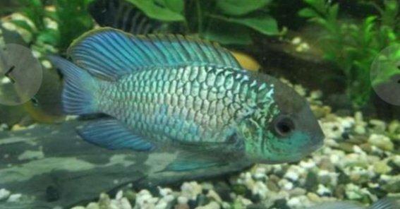 Akara Blue neon