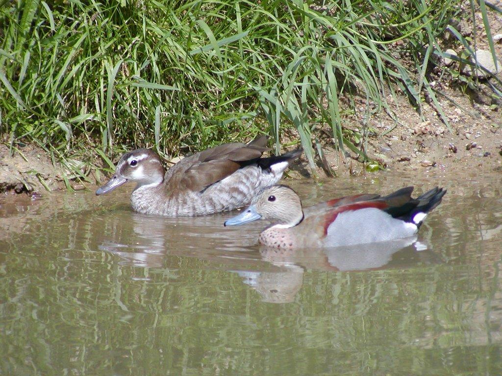 Čírka rudoramenná