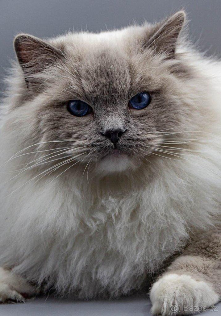 Ragdoll koťátko s PP (FIFE)