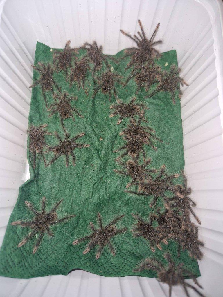 Theraphosa stirmi