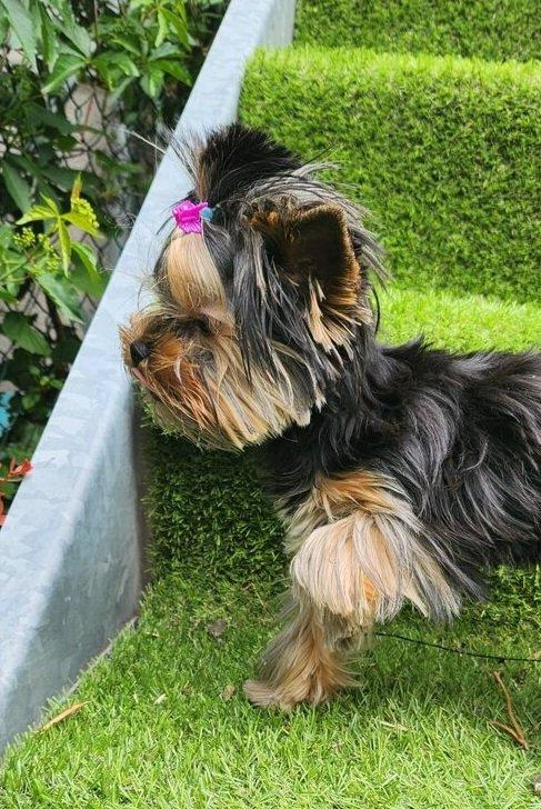 Štěňata yorkšírských teriérů s PP