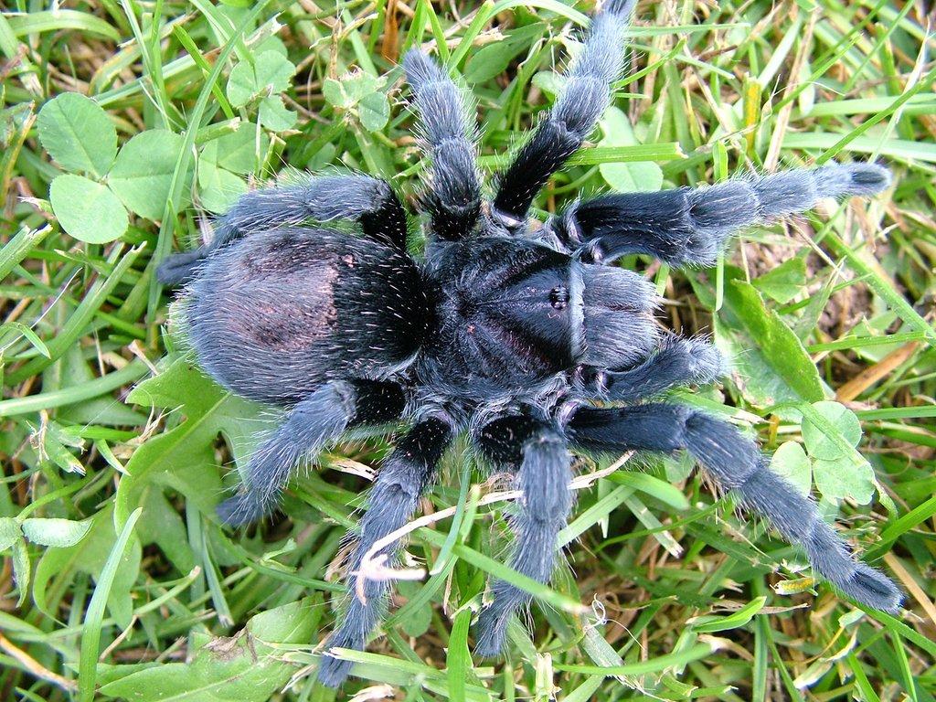Grammostola pulchra