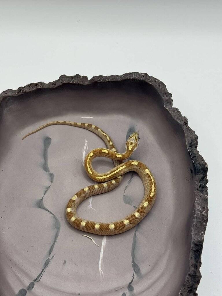 Užovky červené 06/25 a 08/25 (Pantherophis guttatus)