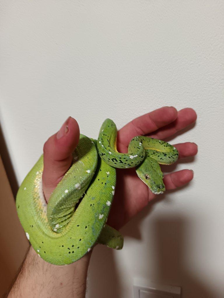 1.1 Morelia viridis sorong