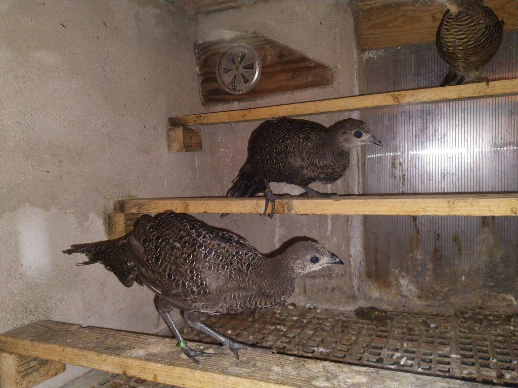 Bažant paví šedý 1,0 kroužek 25