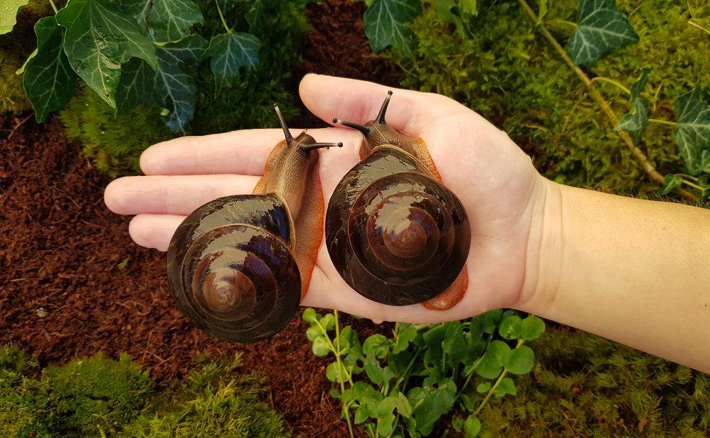 Šneci Pleurodonte excellens dominican republic mláďata