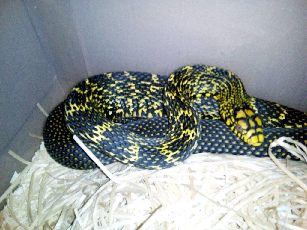 Elaphe carinata
