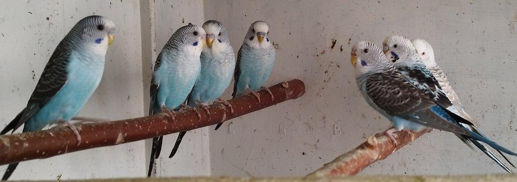 Andulky BLACKWING 2025