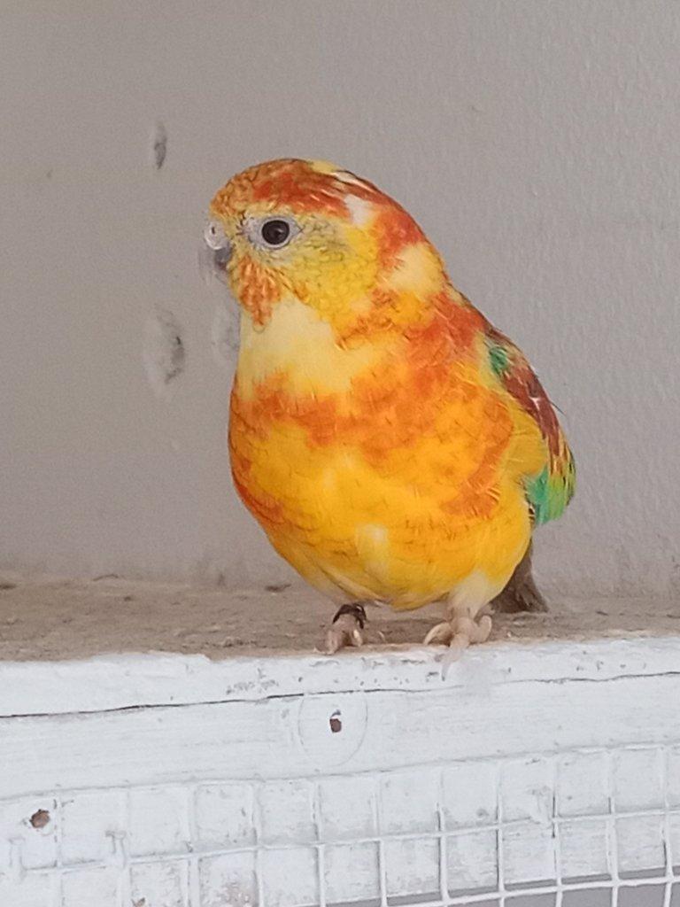 Prodám  papoušek zpěvavý