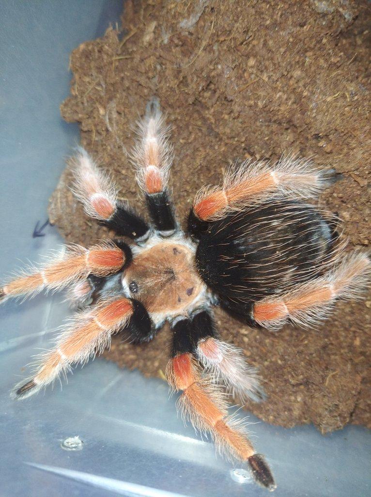 Brachypelma boehmei
