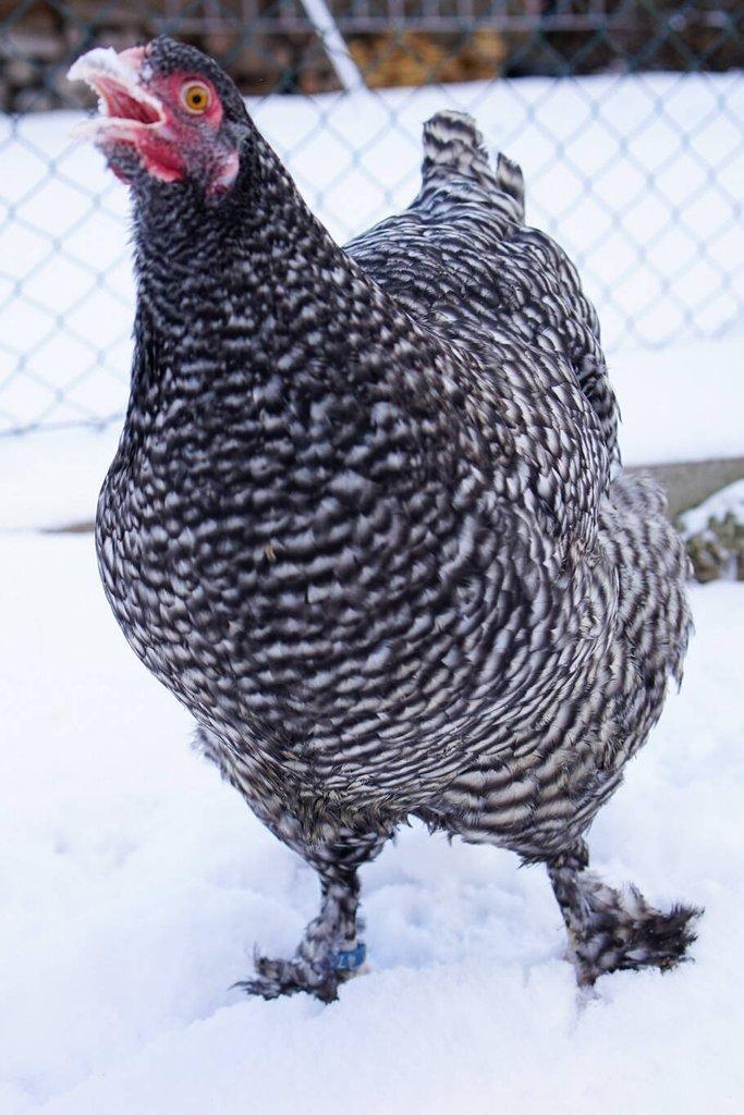 Mechelenka 🥚(násadová vejce)