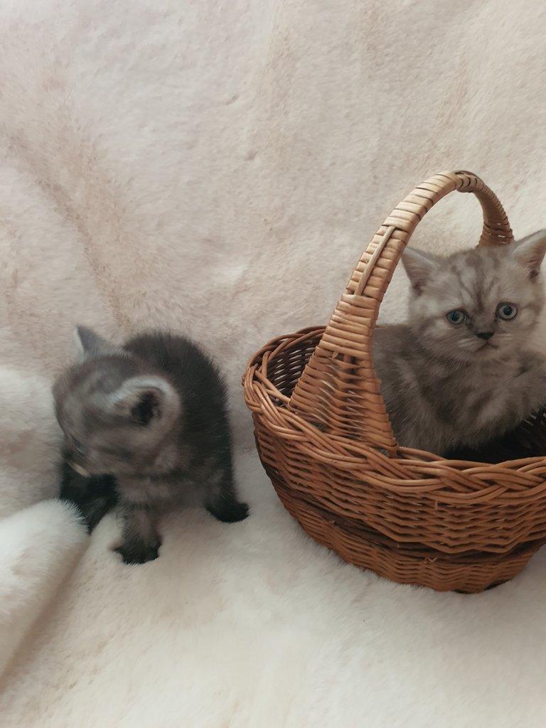 Prodam britska Whiskas kotata