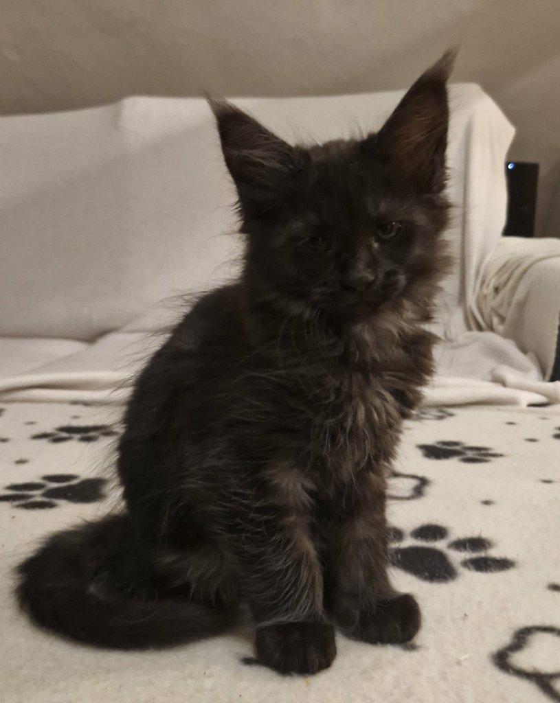 Mainská mývalí kočka s PP k rezervaci