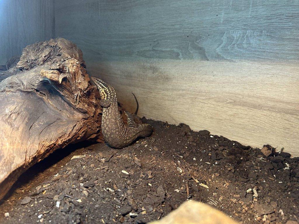 Varan ostnoocasý (Varanus acanthurus) a terárium